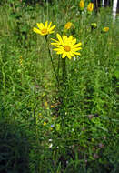 صورة Jacobaea erucifolia subsp. tenuifolia (J. Presl & C. Presl) B. Nord. & Greuter