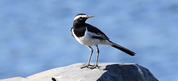 Image of White-browed Wagtail