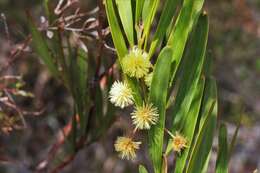 Image de Acacia barringtonensis Tindale