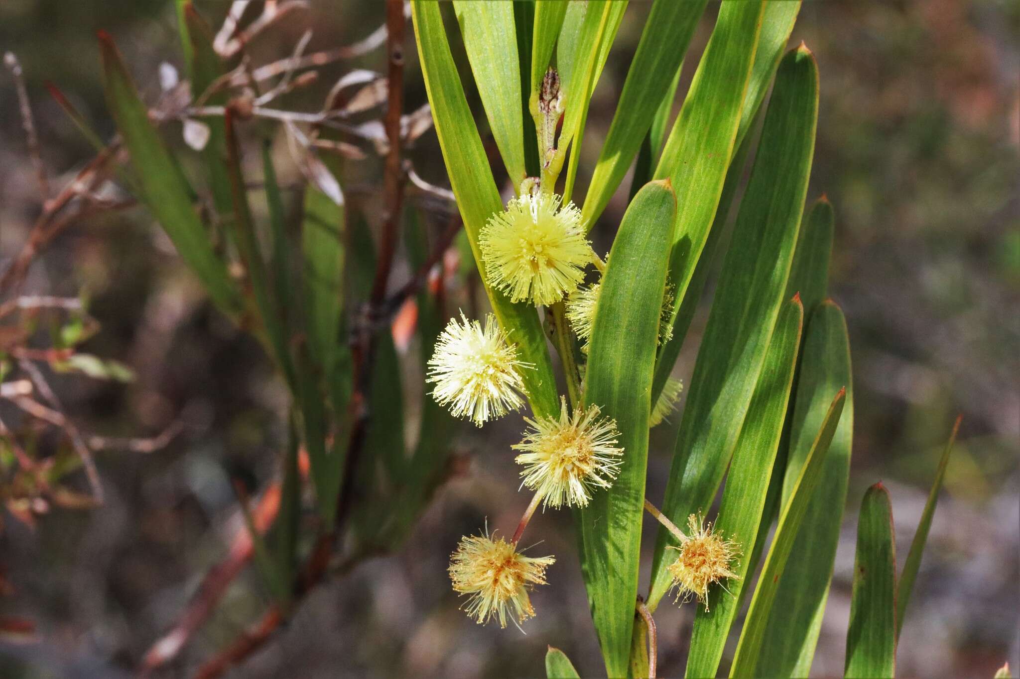 Acacia barringtonensis Tindale的圖片