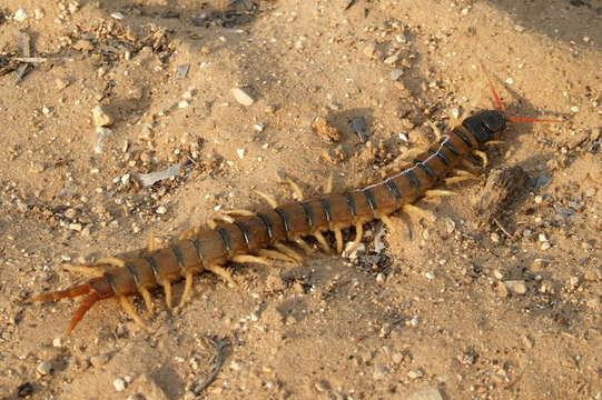 Image of Mediterranean banded centipede