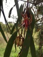 Image of Amyema pendula (Sieb. ex DC.) Tieghem