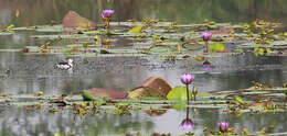 Image of Cotton Pygmy Goose