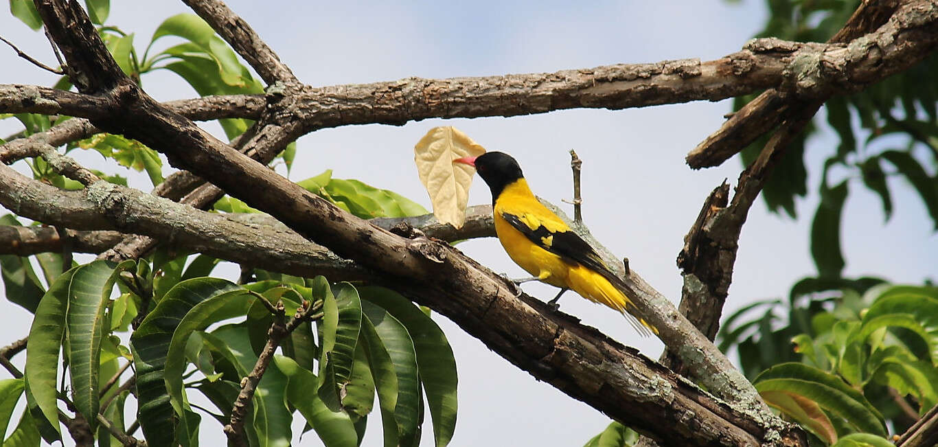 Image of Black-hooded Oriole