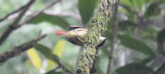 Image of Red-tailed Minla