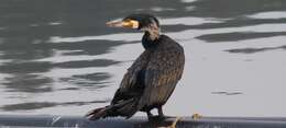 Imagem de Phalacrocorax carbo (Linnaeus 1758)