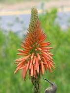 Image of candelabra aloe