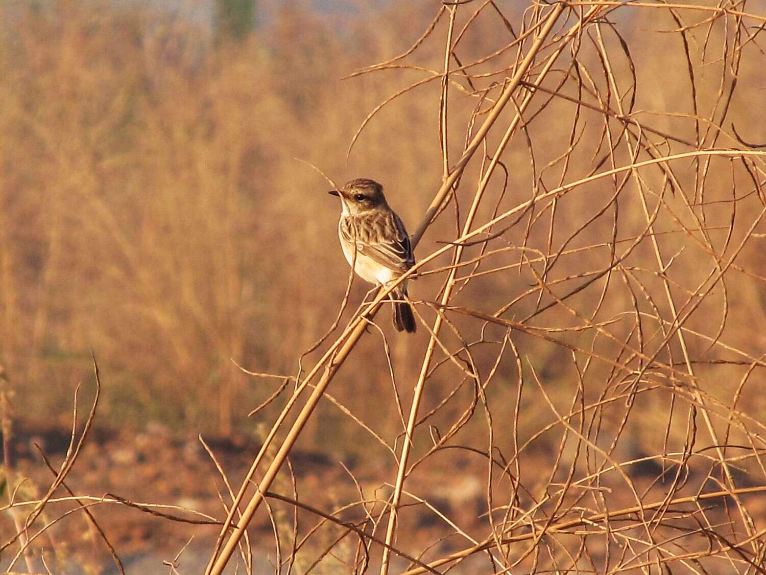 Saxicola leucurus (Blyth 1847) resmi