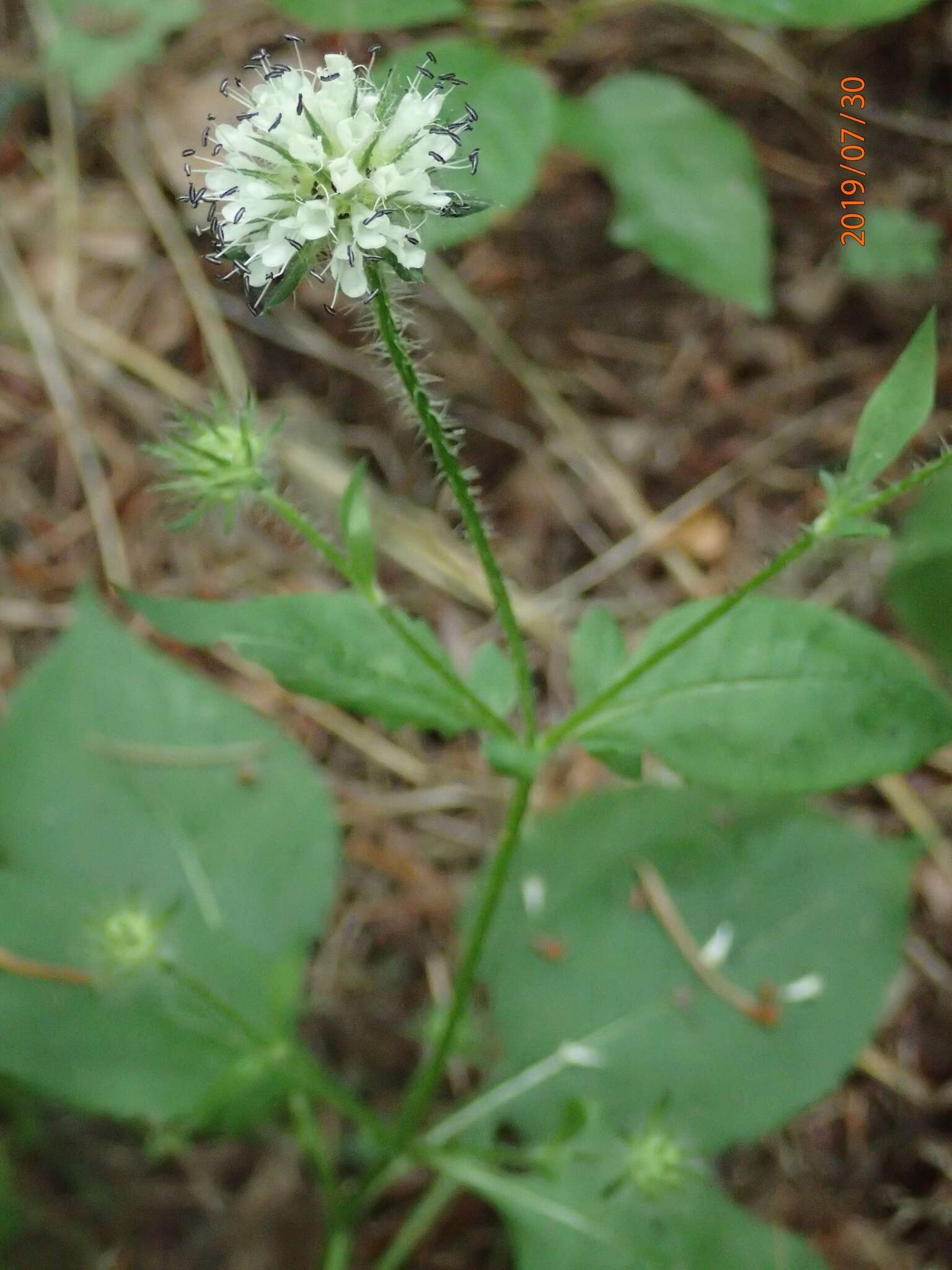 Слика од Dipsacus pilosus L.