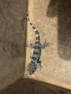 Image of Spotted Leaf-toed Gecko