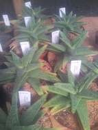 Image of Gasteraloe