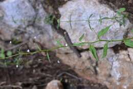 Lobelia longicaulis Brandegee resmi