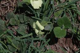 صورة Thunbergia capensis Rets.