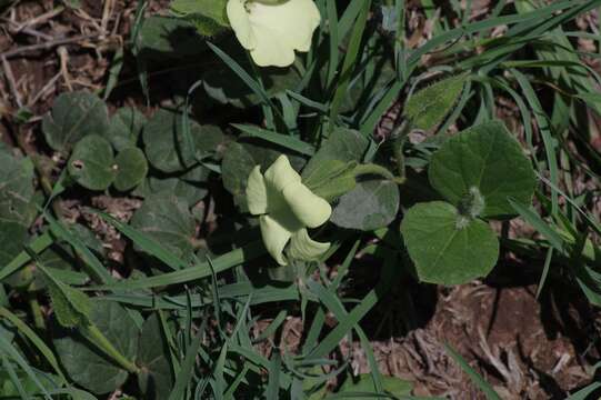 Image of Thunbergia capensis Rets.