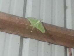 Image of Luna Moth