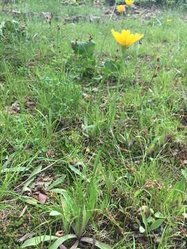 Image of Potato dandelion