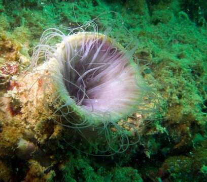 Image of ceriantharian anemones