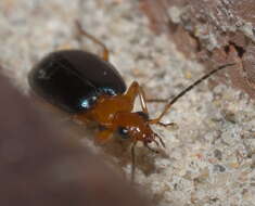 Lebia (Loxopeza) atriventris Say 1823 resmi