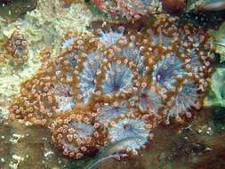 Image of corallimorpharians 