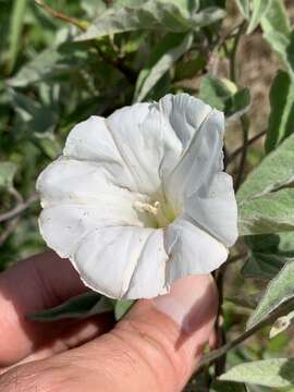 Image de Calystegia catesbeiana Pursh