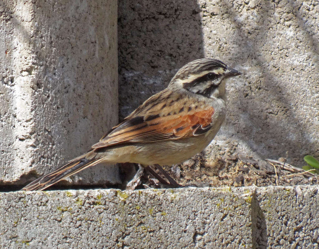 Image of Emberiza capensis capensis Linnaeus 1766