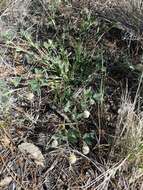 Image de Trifolium eriocephalum Torr. & A. Gray