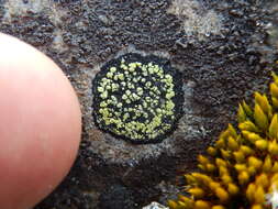 Image of Yellow map lichen;   World map lichen