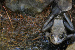 Image of California Red-legged Frog