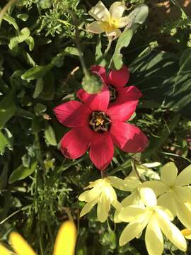 Image of Romulea pudica (Sol. ex Ker Gawl.) Baker