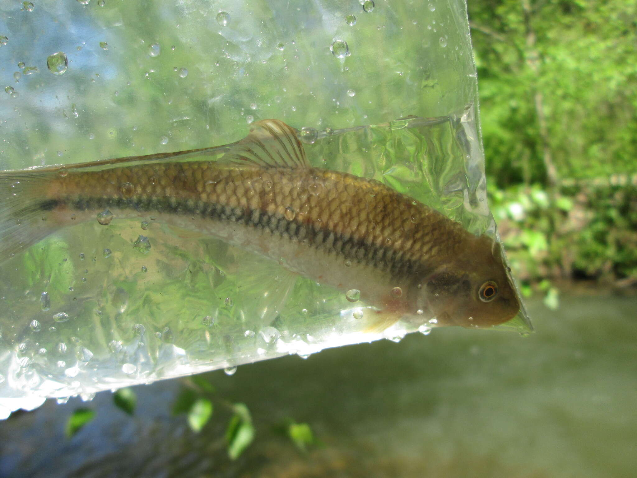 Image of Bluehead Chub