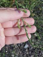 Image of Hyssop-Leaf Bugseed