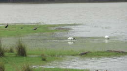 Image of Broad-snouted Crocodile