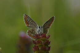 Image of brown argus