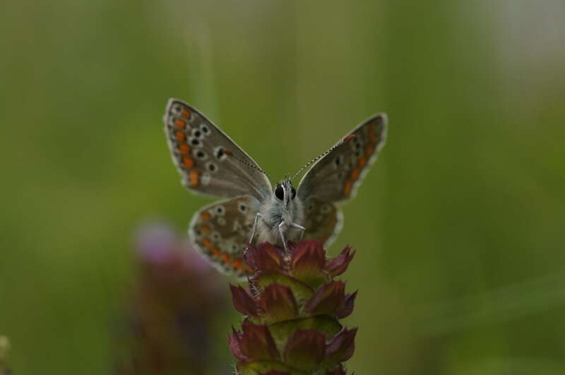 Image of brown argus