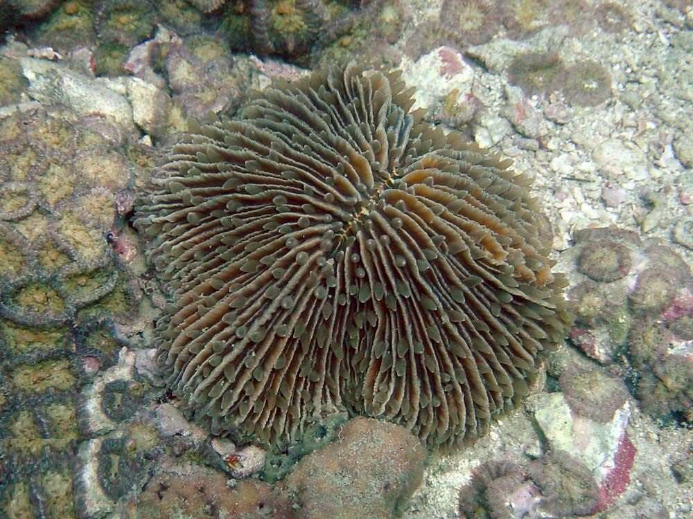 Image of Common Mushroom Coral