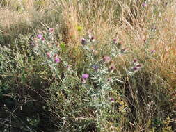 Plancia ëd Cirsium tenoreanum Petr.