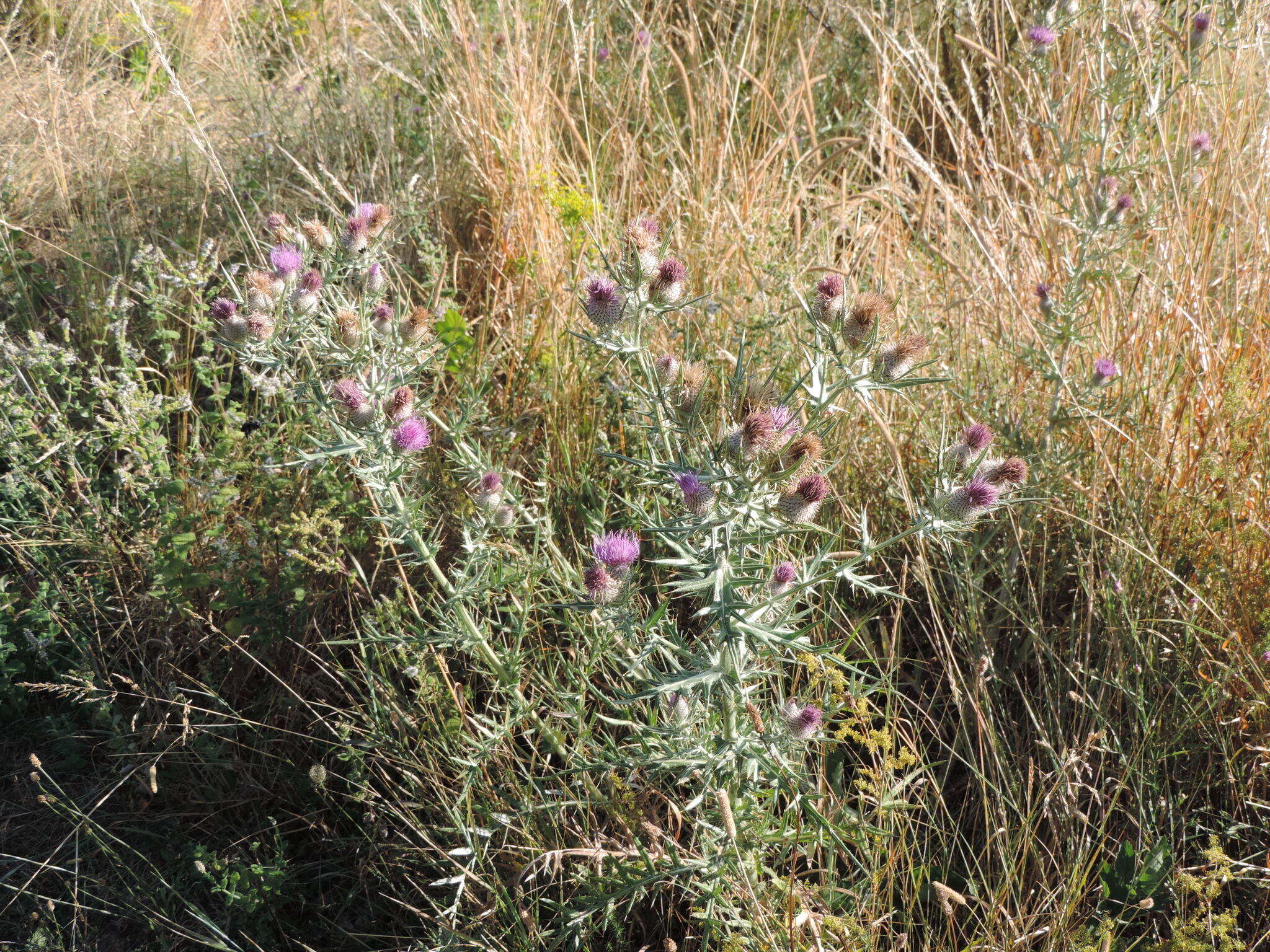 Plancia ëd Cirsium tenoreanum Petr.