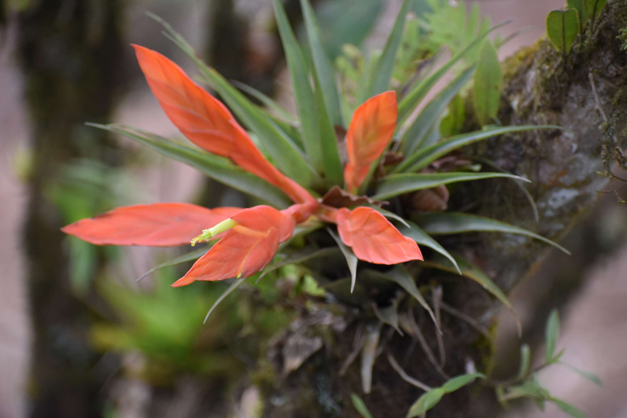 Слика од Tillandsia cryptopoda L. B. Sm.