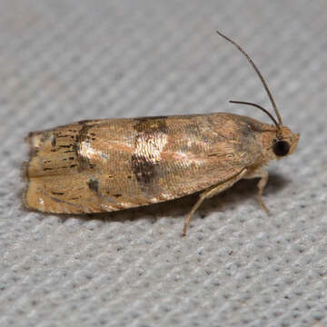 Image of Filbertworm Moth