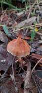 Image of Austroboletus lacunosus (Kuntze) T. W. May & A. E. Wood 1995