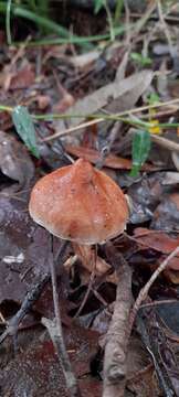 Image of Austroboletus lacunosus (Kuntze) T. W. May & A. E. Wood 1995