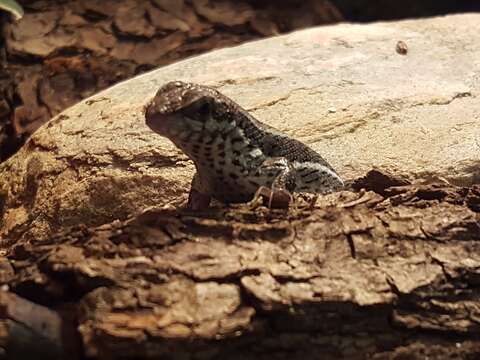 Image of Haitian Curlytail Lizard