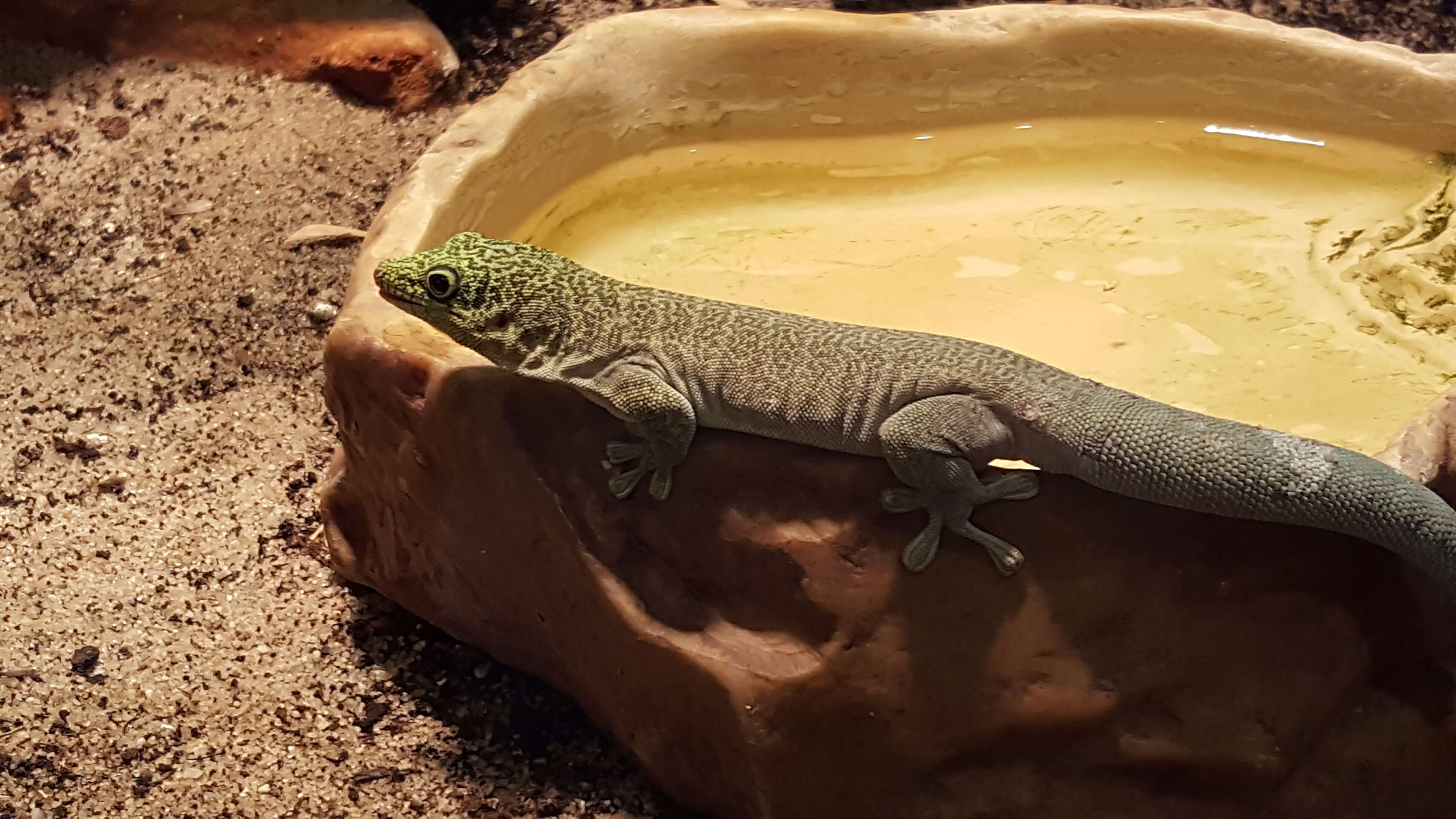 Image of Standing's Day Gecko