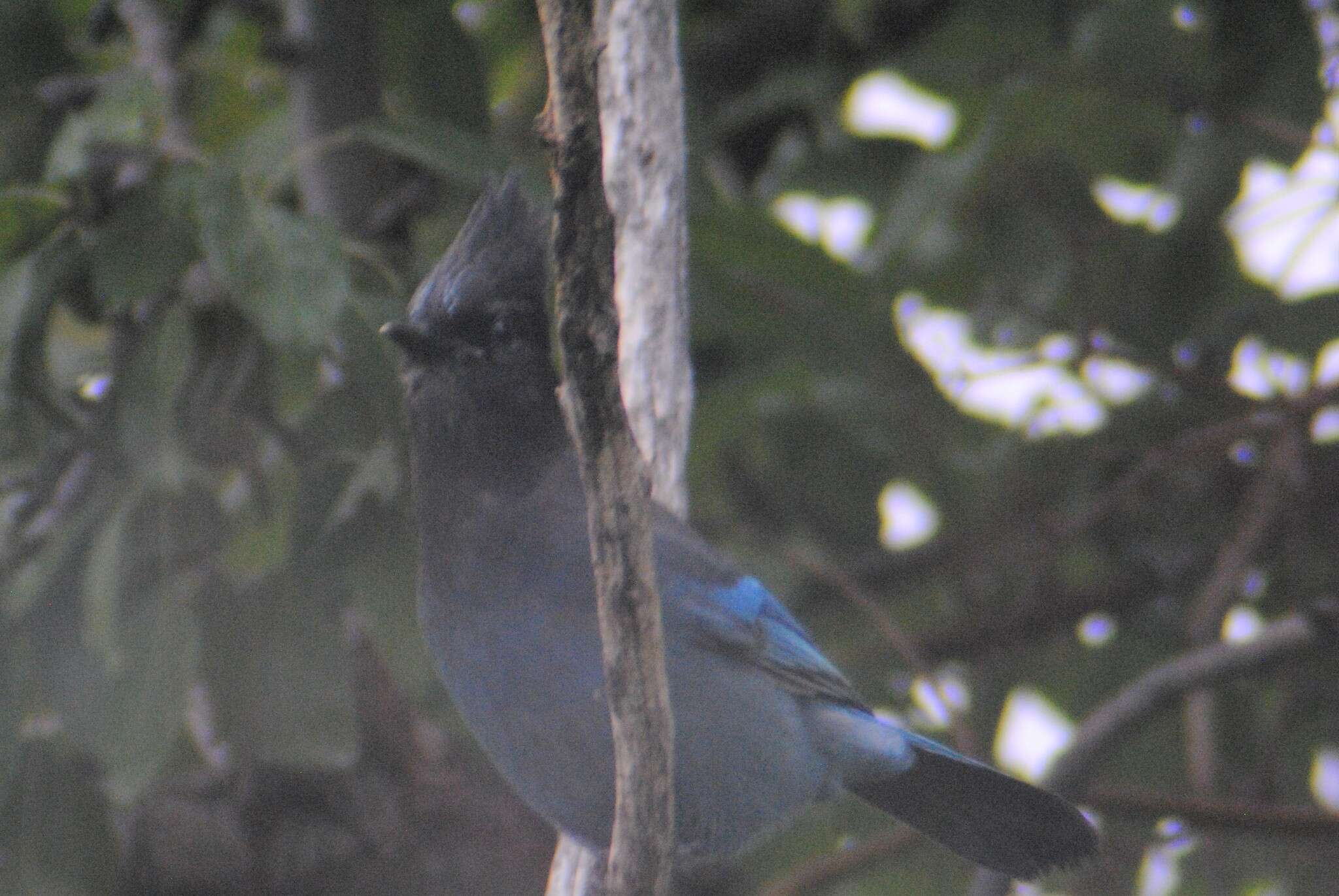 Image of Cyanocitta stelleri frontalis (Ridgway 1873)