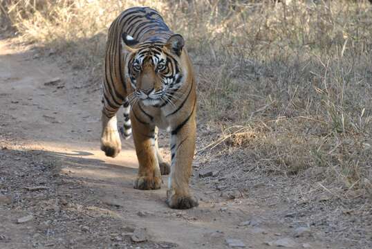 Image de tigre du Bengale