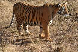 Image of Bengal Tiger