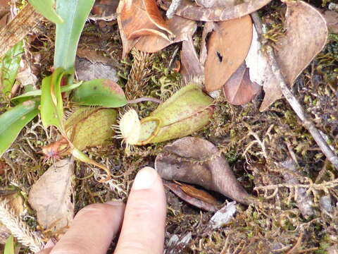 Слика од Nepenthes tentaculata Hook. fil.