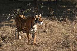 Image of Bengal Tiger