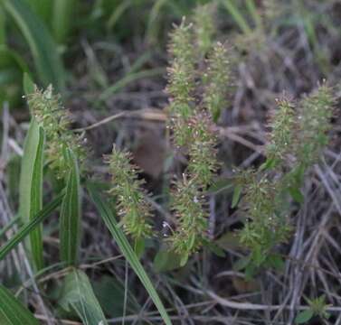 Image of slender false pennyroyal