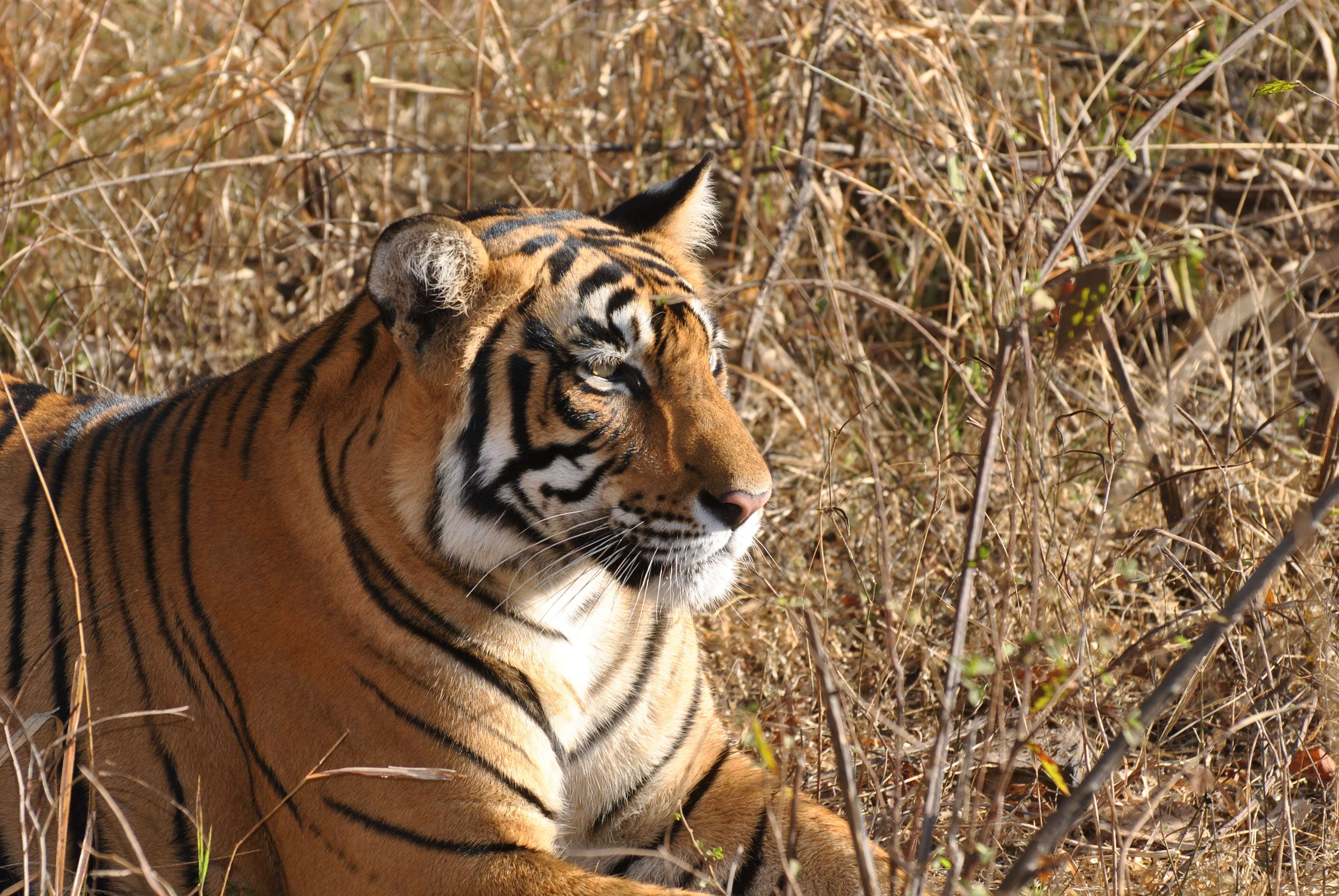 Image of Bengal Tiger